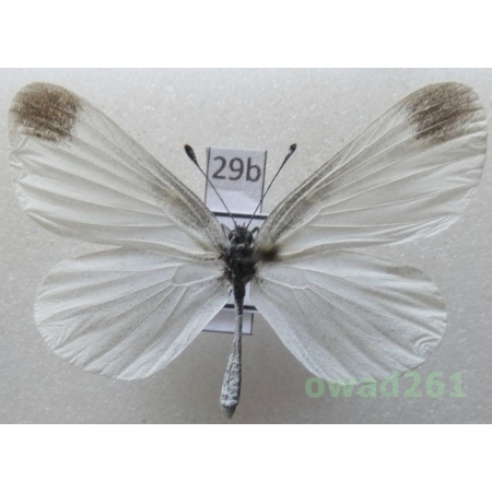 Leptidea sinapis (Linnaeus, 1758) Czech29b